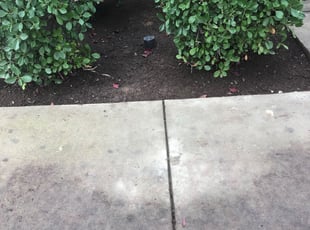Leaf Removal by Saul Sahagun for Denise A. in Elk Grove, CA