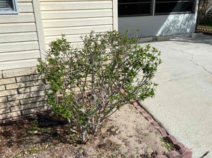 Bush Trimming by Idris Quinn for Chang C. in Haines City, FL