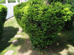 Bush Trimming by Lionel Gray for Biana N. in Stratford, CT