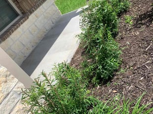 Bush Trimming by Samuel Reyes for Marvin M. in Manvel, TX