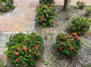 Bush Trimming by Paul Bartholomew for Tina A. in Palm Bay, FL