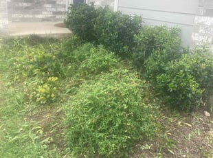 Bush Trimming by Humberto Bernal for Kyle K. in Austin, TX