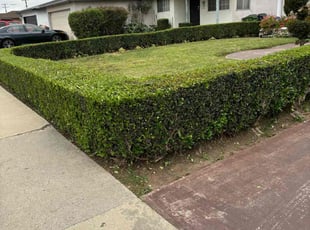 Bush Trimming by Fernando Gomez Rodriguez for Mika B. in Compton, CA