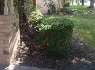 Bush Trimming by Manuel Solis Soto for Rebeca C. in Richardson, TX