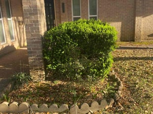 Bush Trimming by Christian Perez for Marian M. in Baytown, TX