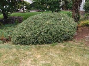 Bush Trimming by Shane Leitheiser for Leslie D. in Redmond, WA