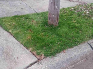 Leaf Removal by Wade Allen for Molly K. in St. Clair Shores, MI