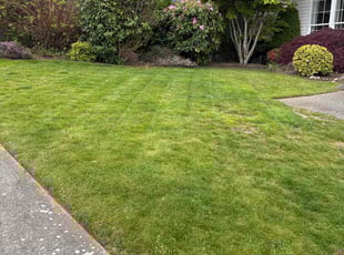 Lisa H.'s Lawn Mowing service result