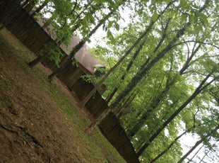 Leaf Removal by Jessica Pruitt for Heather S. in Memphis, TN