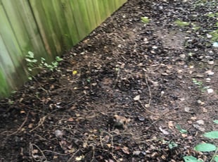 Leaf Removal by Demetrius Ross for Paramita G. in Huntersville, NC