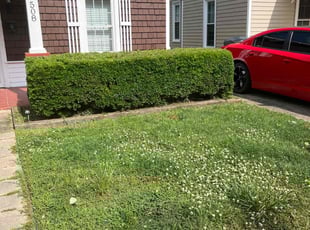 Bush Trimming by Shannon McAFee for Andres A. in Gastonia, NC