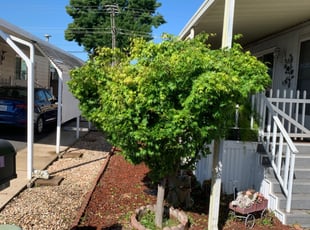 Bush Trimming by Jonathan Allen for Georgia K. in Citrus Heights, CA