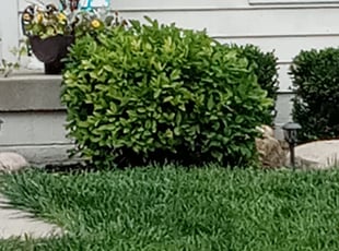 Bush Trimming by David Wilson for Melissa P. in Pickerington, OH