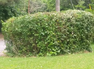 Bush Trimming by Emmanuel Odeh Adimah for Tahnesha W. in Atlanta, GA
