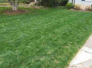Bruce H.'s Lawn Mowing Service service result