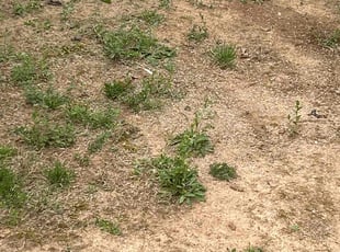 Aeration by Jecory Garrett for Augusto B. in Huntsville, AL