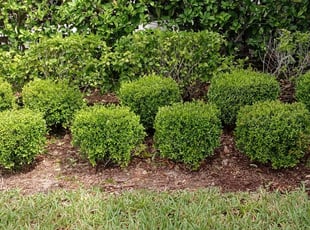 Weeding by Jhon Martinez for Madison K. in Orlando, FL
