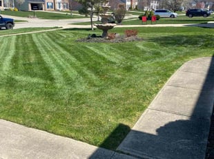 Celise B.'s Lawn Care service result