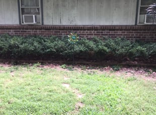Bush Trimming by Brandon McDonald for Michelle L. in Springfield, MO