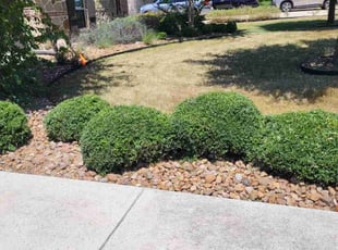 Bush Trimming by Jason Westgor for Seymour B. in Fair Oaks Ranch, TX