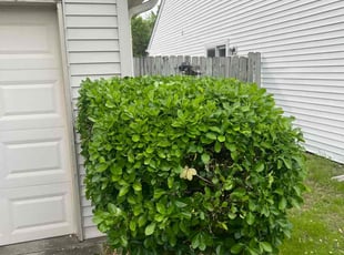 Bush Trimming by John Andrews for Lizabeth H. in Nashville, TN