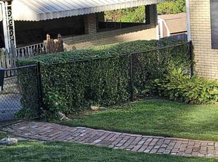 Bush Trimming by Brandon Morris for Daniel G. in Pittsburgh, PA