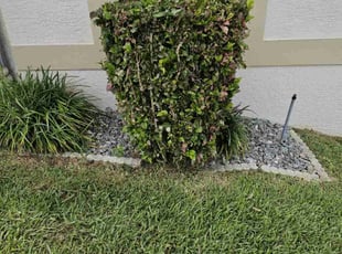 Bush Trimming by Ryan Trapp for Susan M. in Cape Coral, FL