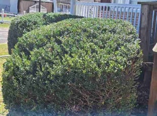 Bush Trimming by RΓ³mulo GonzΓ‘lez for Reginald B. in Waldorf, MD