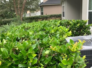 Bush Trimming by Jeff Stoll for Alice N. in Jacksonville, FL
