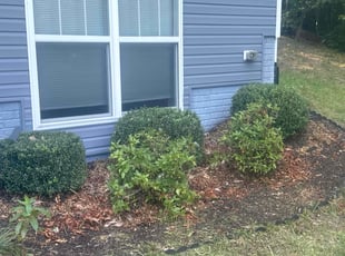 Erna K.'s Bush Trimming service result