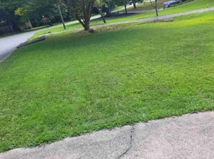 Alisha M.'s Grass Cutting service result
