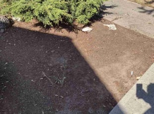 Leaf Removal by Kristofel Simbajon for Pia S. in Seattle, WA