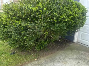 Bush Trimming by Durand Turner for Douglas A. in Jonesboro, GA