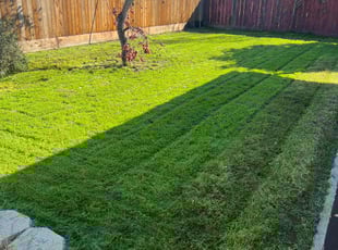 Daniel M.'s Lawn Mowing service result