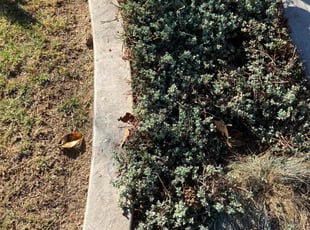 Weeding by George Islas for Richard C. in Lakewood, CA