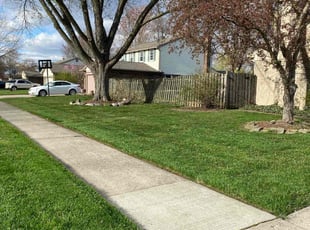 Jeffrey T.'s Grass Cutting service result