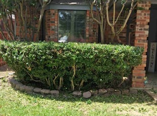 Elvis M.'s Bush Trimming service result