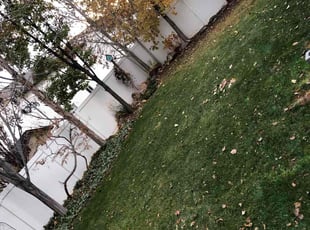 Leaf Removal by Shawn Beardall for Scott D. in Spanish Fork, UT