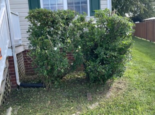 Bush Trimming by Dwayne Parham for NICOLE W. in Richmond, VA