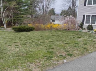 Mario C.'s Lawn Service service result