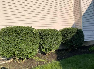 Bush Trimming by Chase Wise for Melissa H. in Dublin, OH