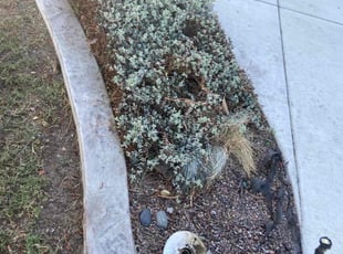 Weeding by George Islas for Richard C. in Lakewood, CA