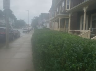 Bush Trimming by Peter Monopoli for Jennileen J. in Boston, MA