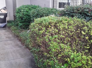 Bush Trimming by Robert Collins for Christina J. in Covington, LA