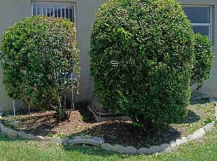 James M.'s Bush Trimming service result