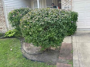 Weeding by Luis Contreras for Jeffrey C. in McCordsville, IN
