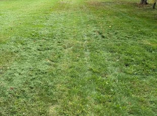 Linda M.'s Lawn Mowing service result