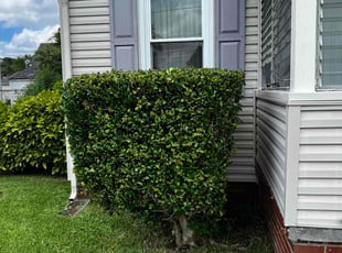 Bush Trimming by Derek Walker for Aaron M. in Norfolk, VA