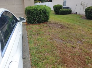 Violeta G.'s Leaf Removal service result