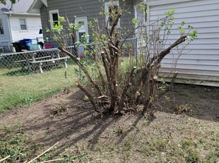 Bush Trimming by Damon DeWild for Michelle C. in Des Moines, IA